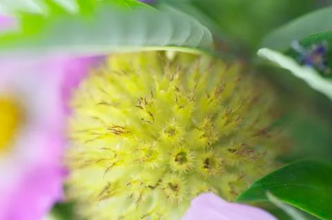 Daisy fruit Stock Photos