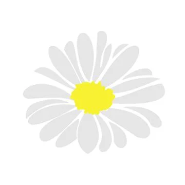 Daisy fsummer flower, floral elements hand drawn Stock Illustration