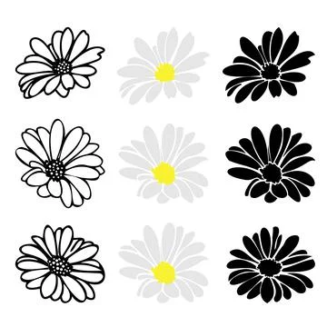 Daisy fsummer flower, floral elements hand drawn Stock Illustration