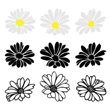 Daisy fsummer flower, floral elements hand drawn Stock Illustration