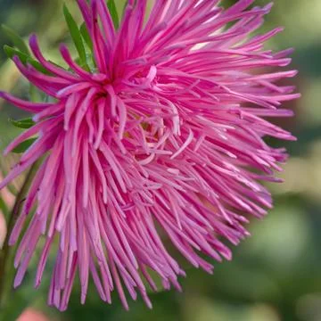 Daisy-like, full aster flower with deep pink petals and yellow disc florets Stock Photos