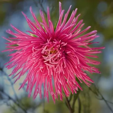 Daisy-like, full aster flower with deep pink petals and yellow disc florets Stock Photos