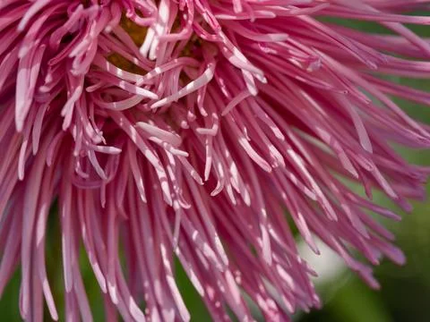 Daisy-like, full aster flower with deep pink petals and yellow disc florets Stock Photos