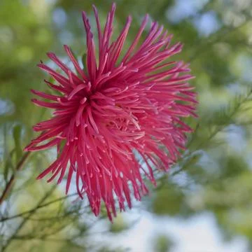 Daisy-like, full aster flower with many deep pink shaggy petals Stock Photos