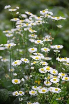 Daisy in garden Stock Photos