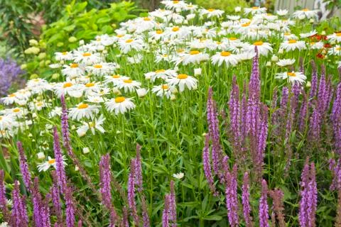 Daisy garden Stock Photos