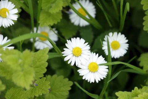 Daisy in the garden Stock Photos