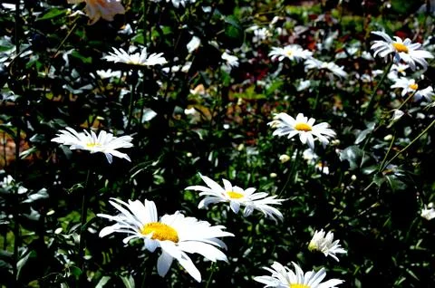 Daisy garden Stock Photos