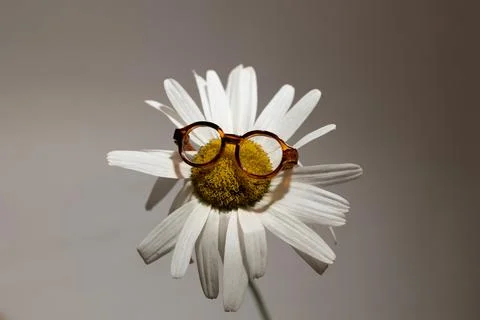 Daisy With Glasses Adding a Whimsical Touch in Creative Floral Display Stock Photos