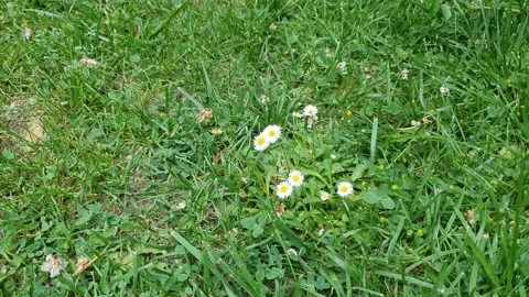 Daisy in the grass time lapse 動画素材 196003695