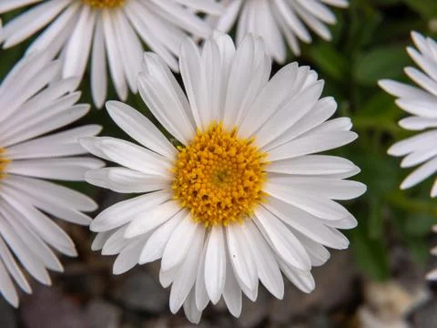Daisy on green background Foto stock