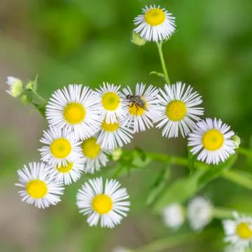 Daisy on green background	 Stock Photos