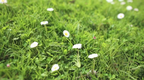 Daisy in green grass close up Stockbeeldmateriaal 51543719