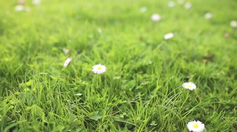 Daisy in green grass close up Stock Footage 51690640