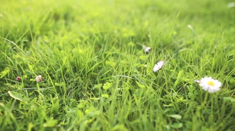 Daisy in green grass close up 動画素材 55648149