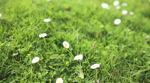 Daisy in green grass close up Video stock 56890249