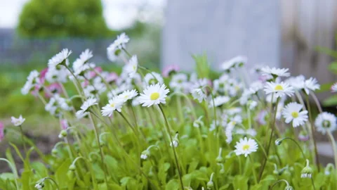Daisy grows in the garden. Video stock 92541753
