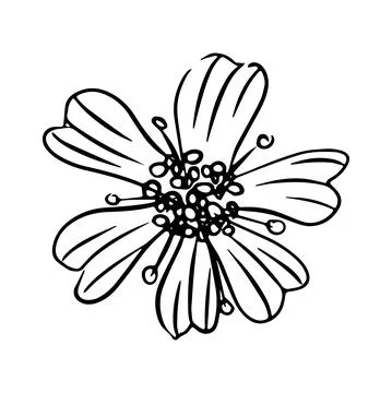Daisy hand drawn illustration. Line art. Isolated on white background. Stock Illustration