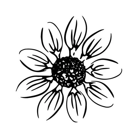 Daisy hand drawn illustration. Line art. Isolated on white background. Stock Illustration
