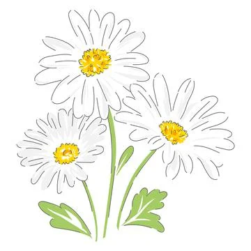 Daisy hand drawn vector illustration Stock Illustration