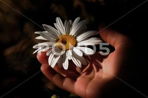 Daisy hand Stock Photos