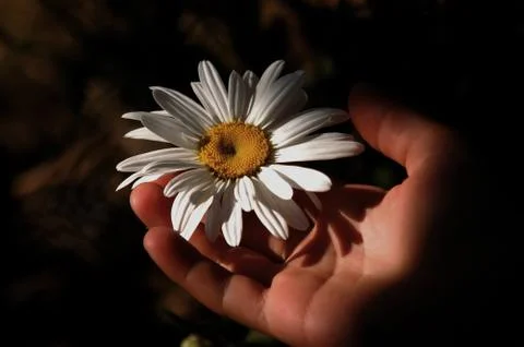 Daisy hand Foto stock