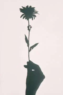 Daisy in hand shadow background on white wall texture Stock Photos