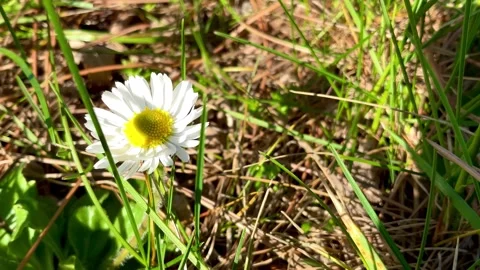 Daisy, the harbinger of spring Stock Footage 341439373