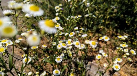 Daisy, the harbinger of summer Stock Photos