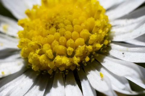 Daisy head Stock Photos