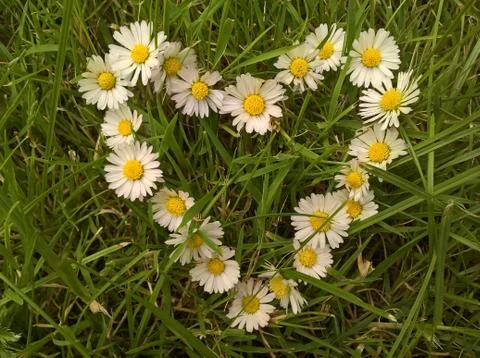 Daisy Heart Stock Photos