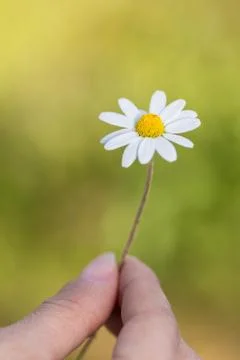A daisy in her hand Stock Photos