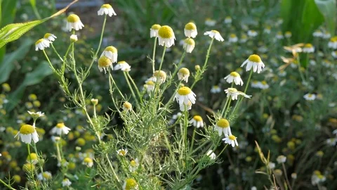 Daisy the herb Stock Footage 77646626