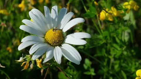 Daisy with hoverfly sitting on stamen of a flower swaying in the wind in a field Stock Footage 282790237
