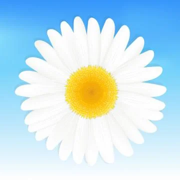 Daisy Stock Illustration
