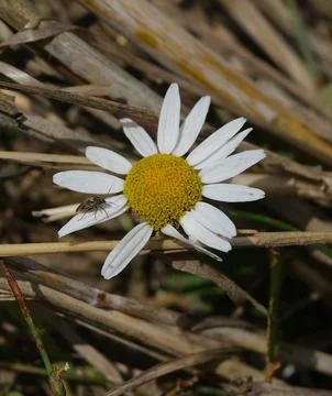 Daisy with Insect Macro Stock Photos