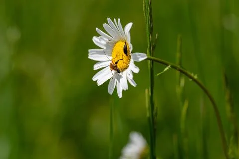 Daisy with insect Stock Photos