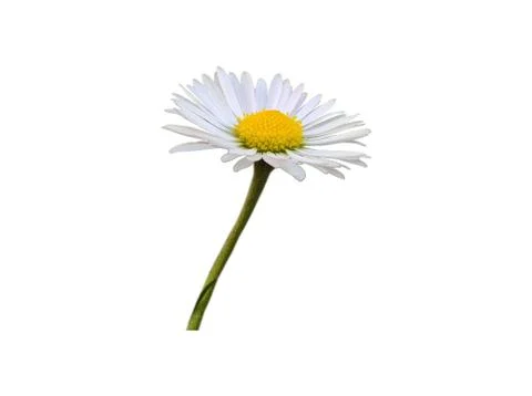 Daisy Intensive Isolated Stock Photos
