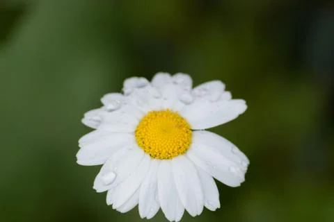 Daisy in isolated blur background Stock Photos