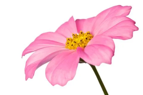 Daisy isolated Stock Illustration