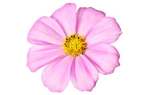 Daisy isolated Stock Photos