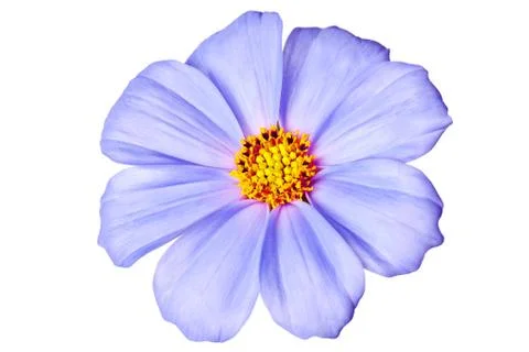 Daisy isolated Foto stock