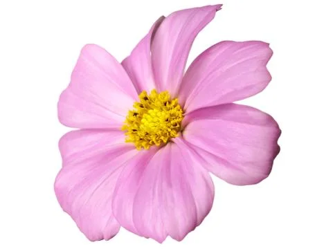 Daisy isolated Stock-Fotos