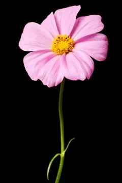 Daisy isolated Stock Photos