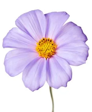 Daisy isolated Stock Photos