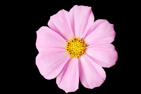 Daisy isolated Stock Photos