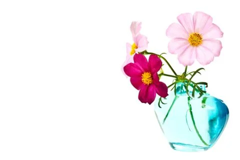 Daisy isolated Stock Photos