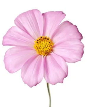 Daisy isolated Stock Photos