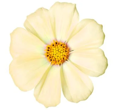 Daisy isolated Stock Photos