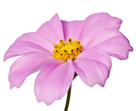 Daisy isolated Foto stock